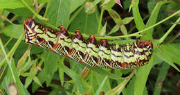 Image of Banded Sphinx