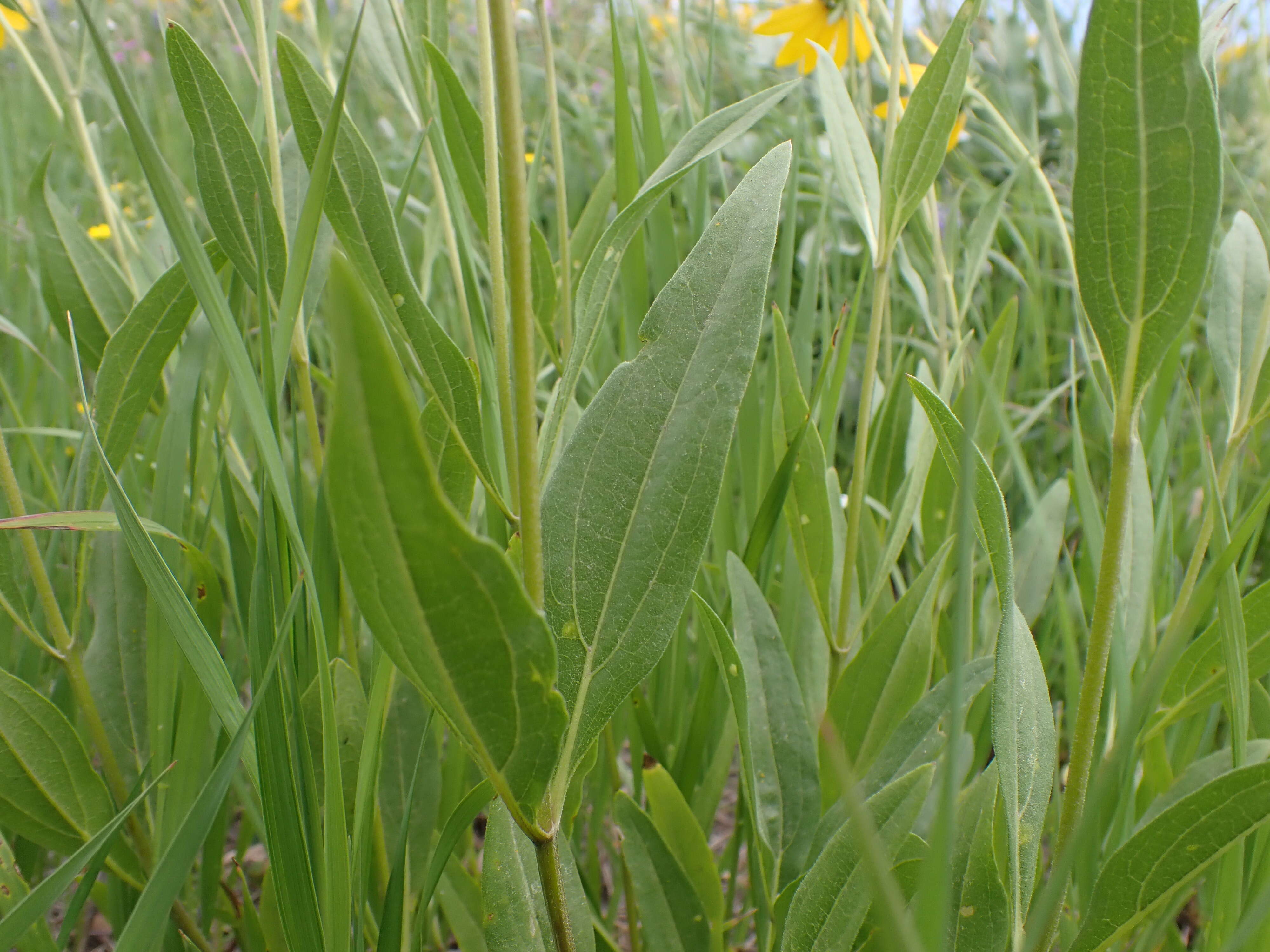 Sivun Helianthella uniflora (Nutt.) Torr. & A. Gray kuva