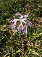 Image of <i>Dianthus superbus alpestris</i>