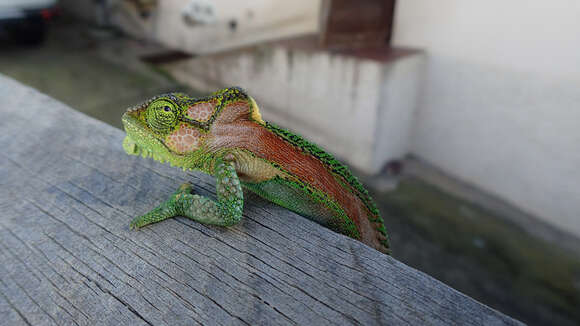 Image of Knysna dwarf chameleon