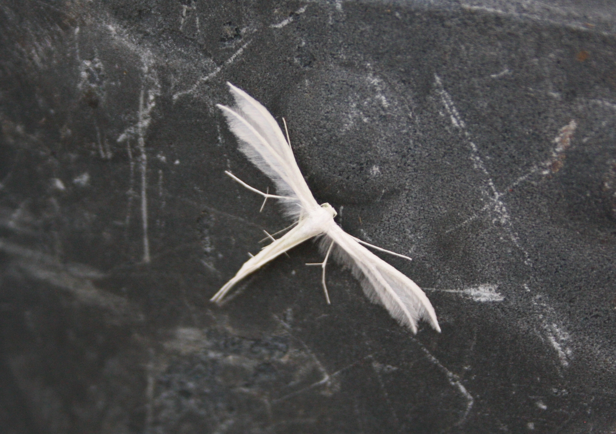 Image of <i>Pterophorus pentadactyla</i>