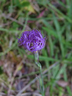 Image of <i>Dianthus superbus</i>