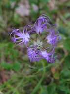Image of <i>Dianthus superbus</i>