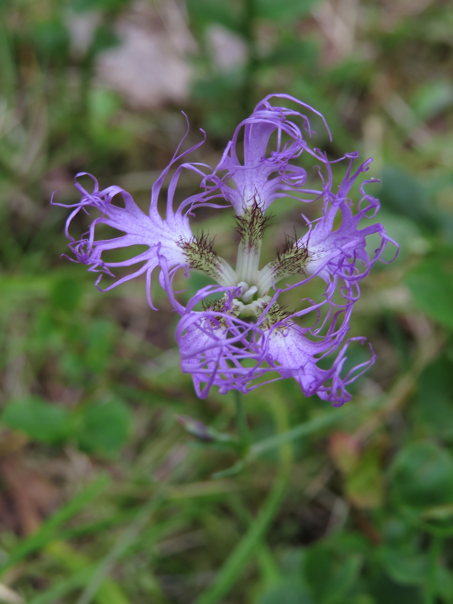 Image of <i>Dianthus superbus</i>
