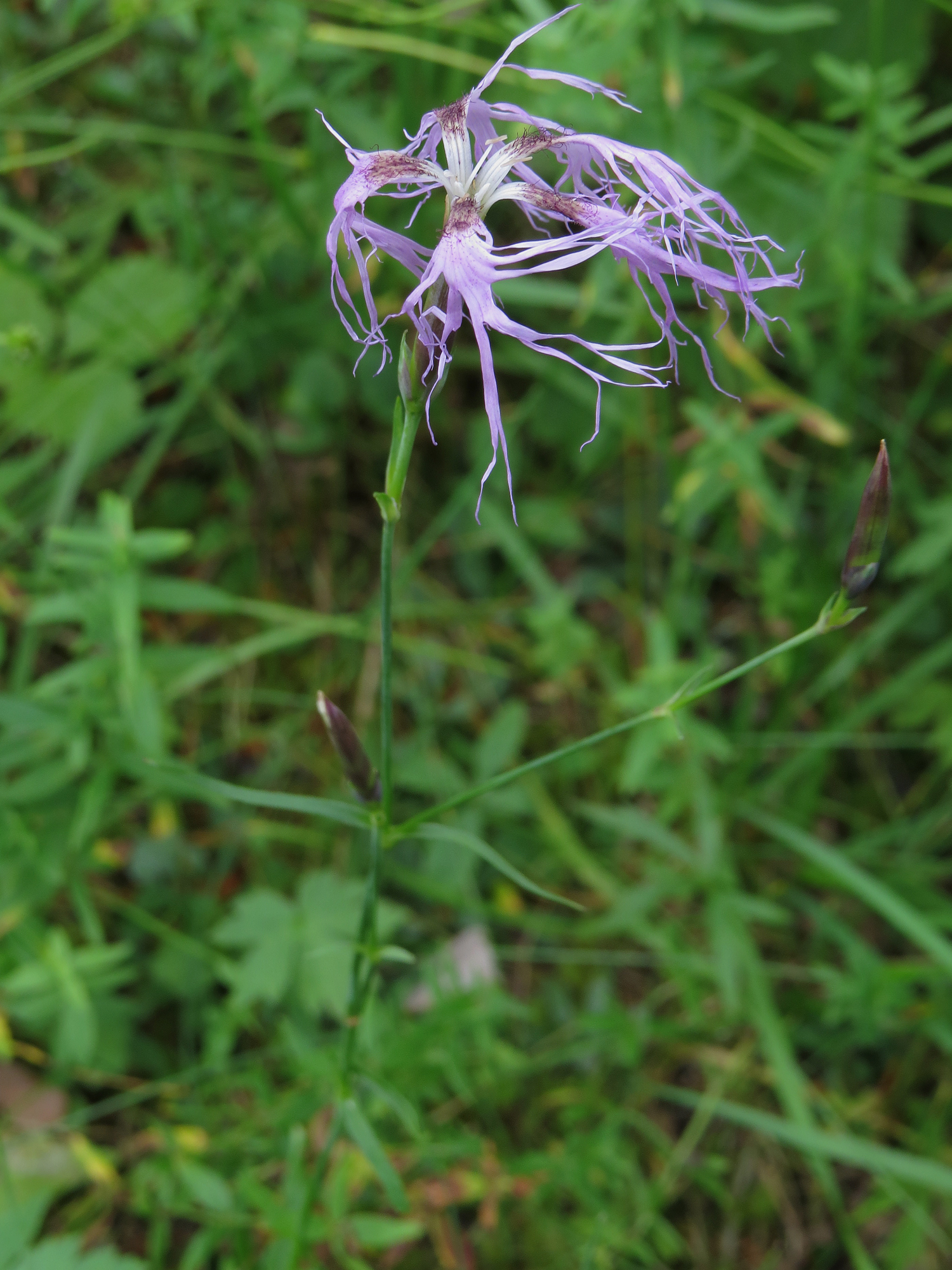 Image of <i>Dianthus superbus</i>