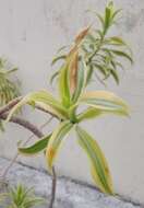 Image of Dracaena reflexa Lam.