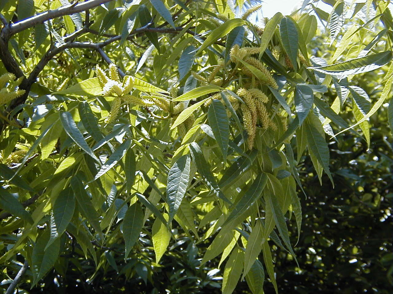 Image of Platycarya