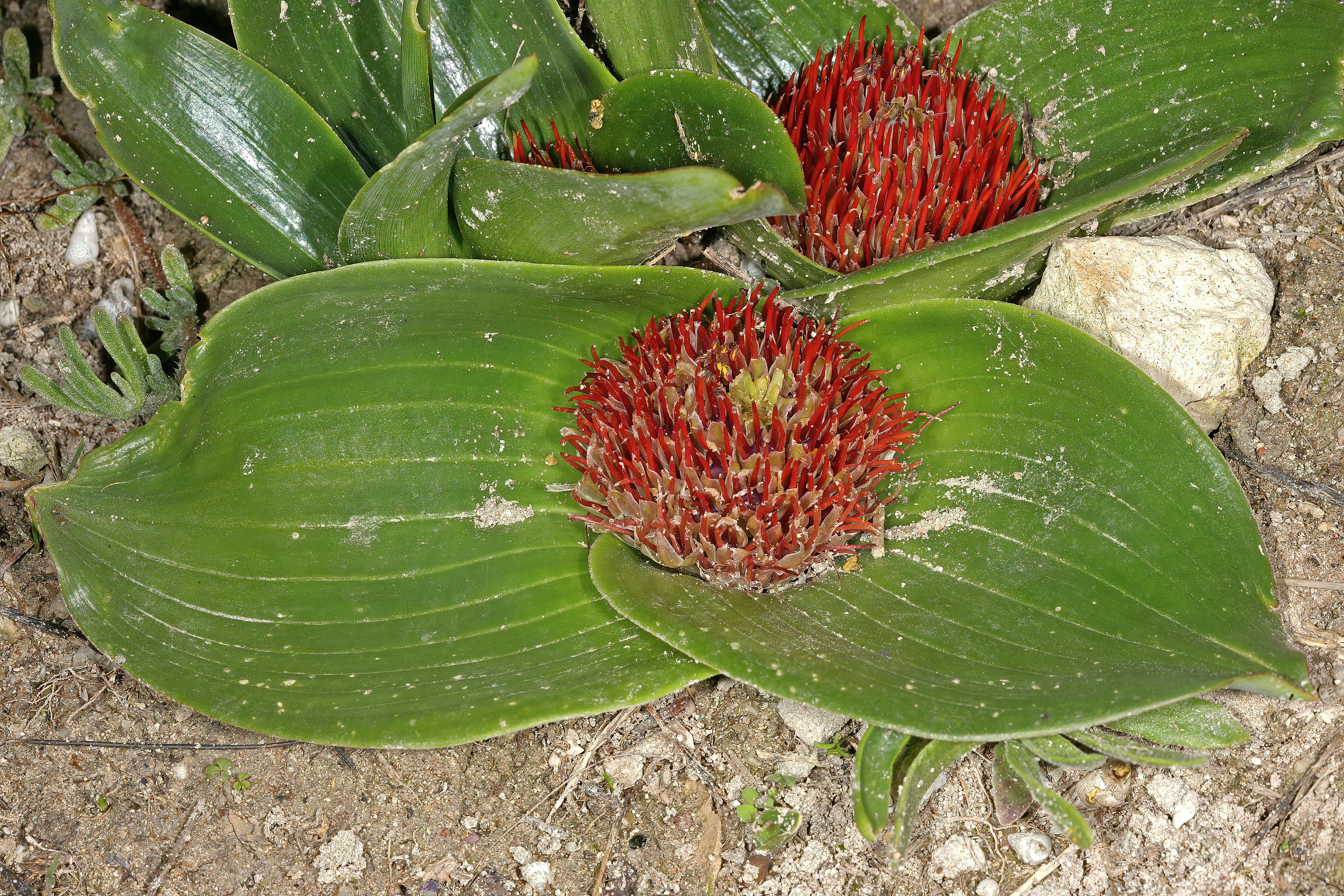 Image of Daubenya zeyheri (Kunth) J. C. Manning & A. M. van der Merwe