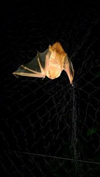 Image of Red Bat