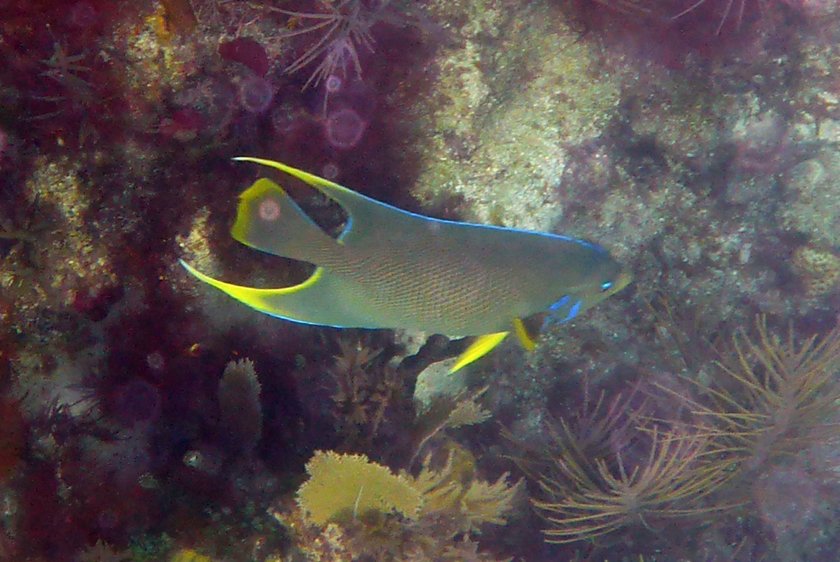 Image of Holacanthus bermudensis Goode 1876