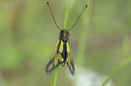 Image of Owly sulphur