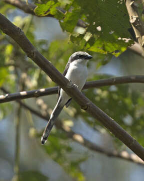 Image of Grey-backed Fiscal