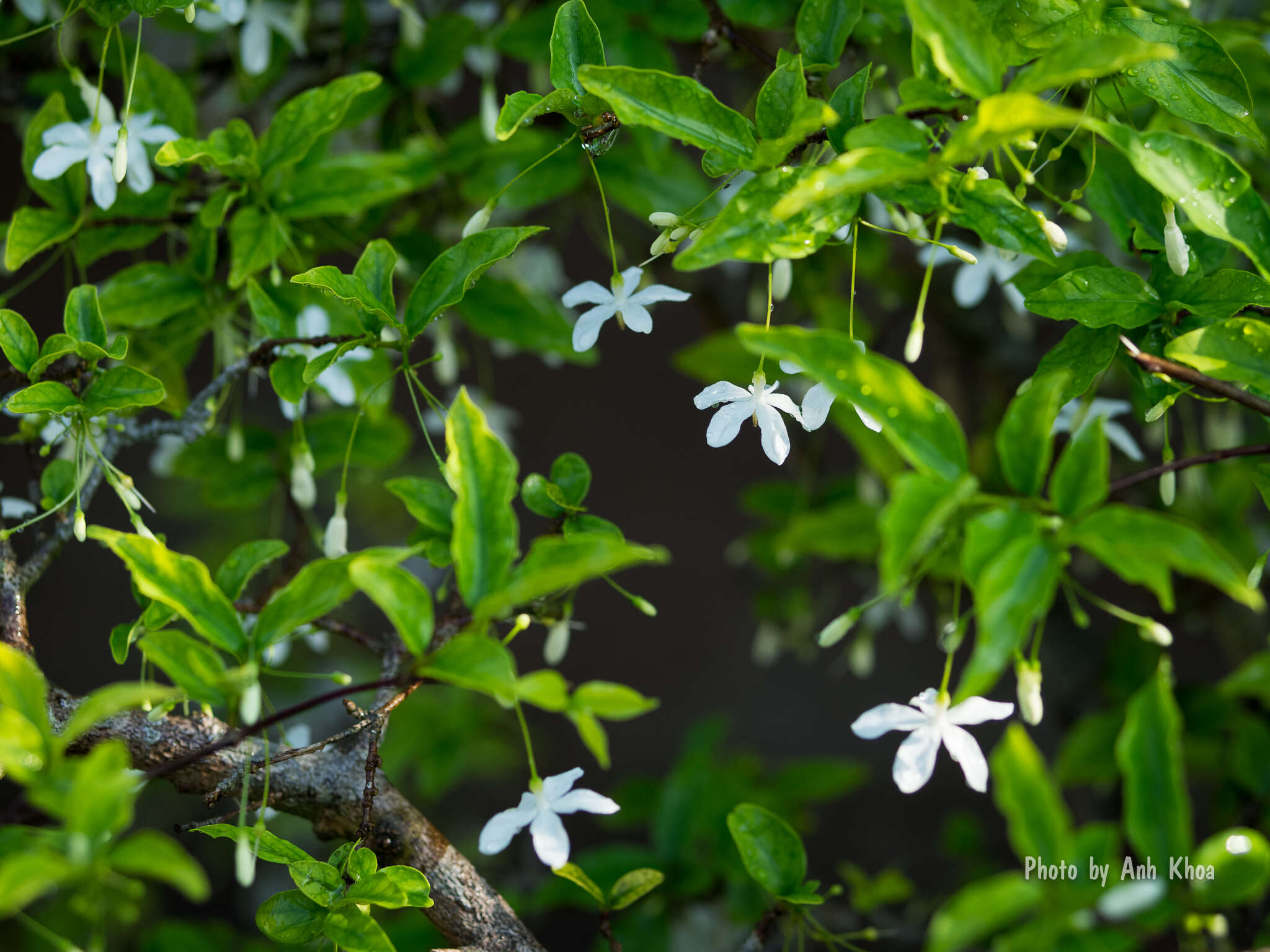 صورة Wrightia religiosa (Teijsm. & Binn.) Hook. fil.