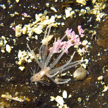 Image of <i>Gonactinia prolifera</i> (Sars 1835)