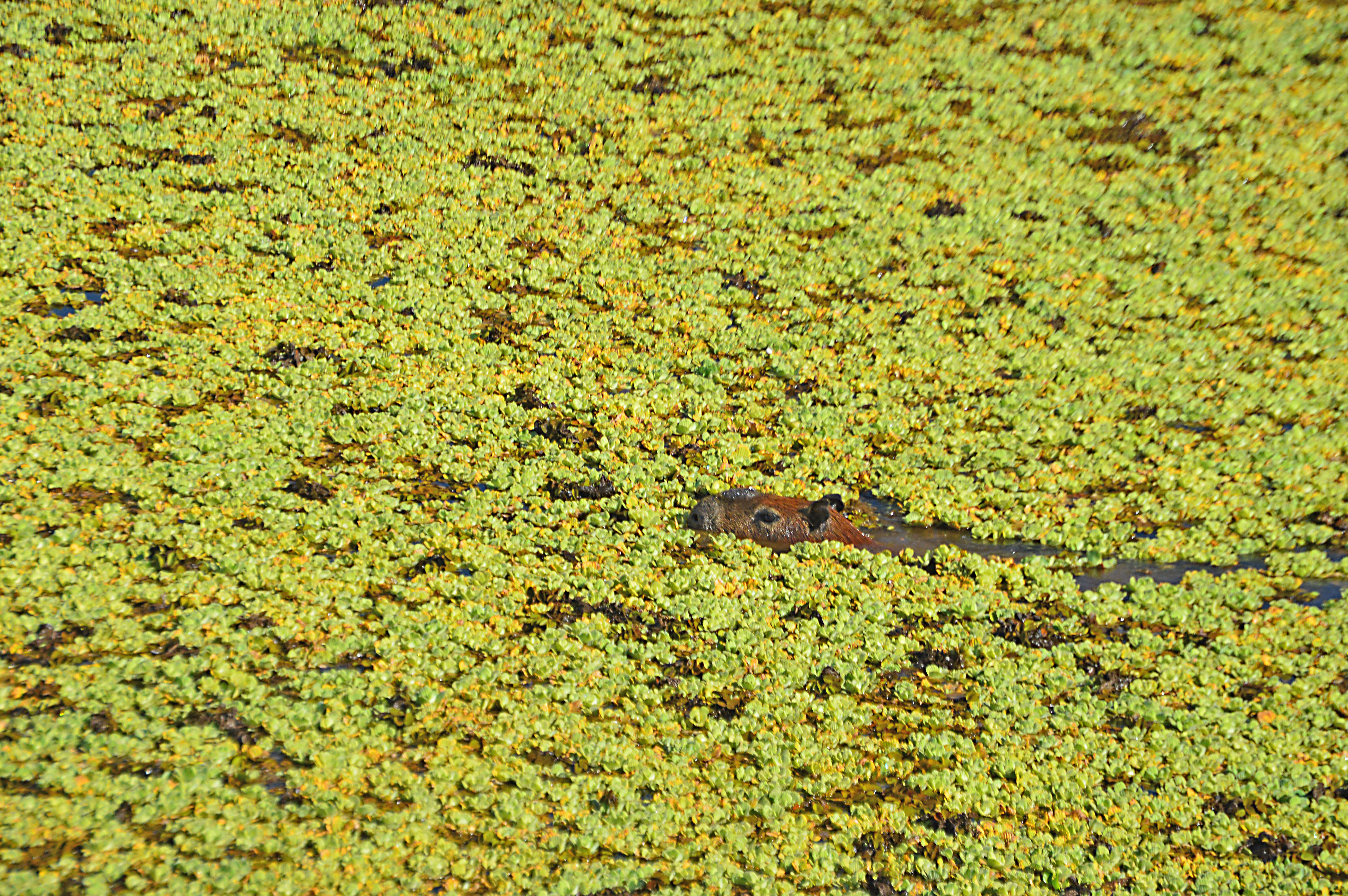 Image of Capybaras