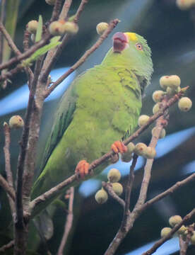 Image of Tui Parakeet