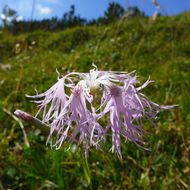 Image of <i>Dianthus superbus alpestris</i>