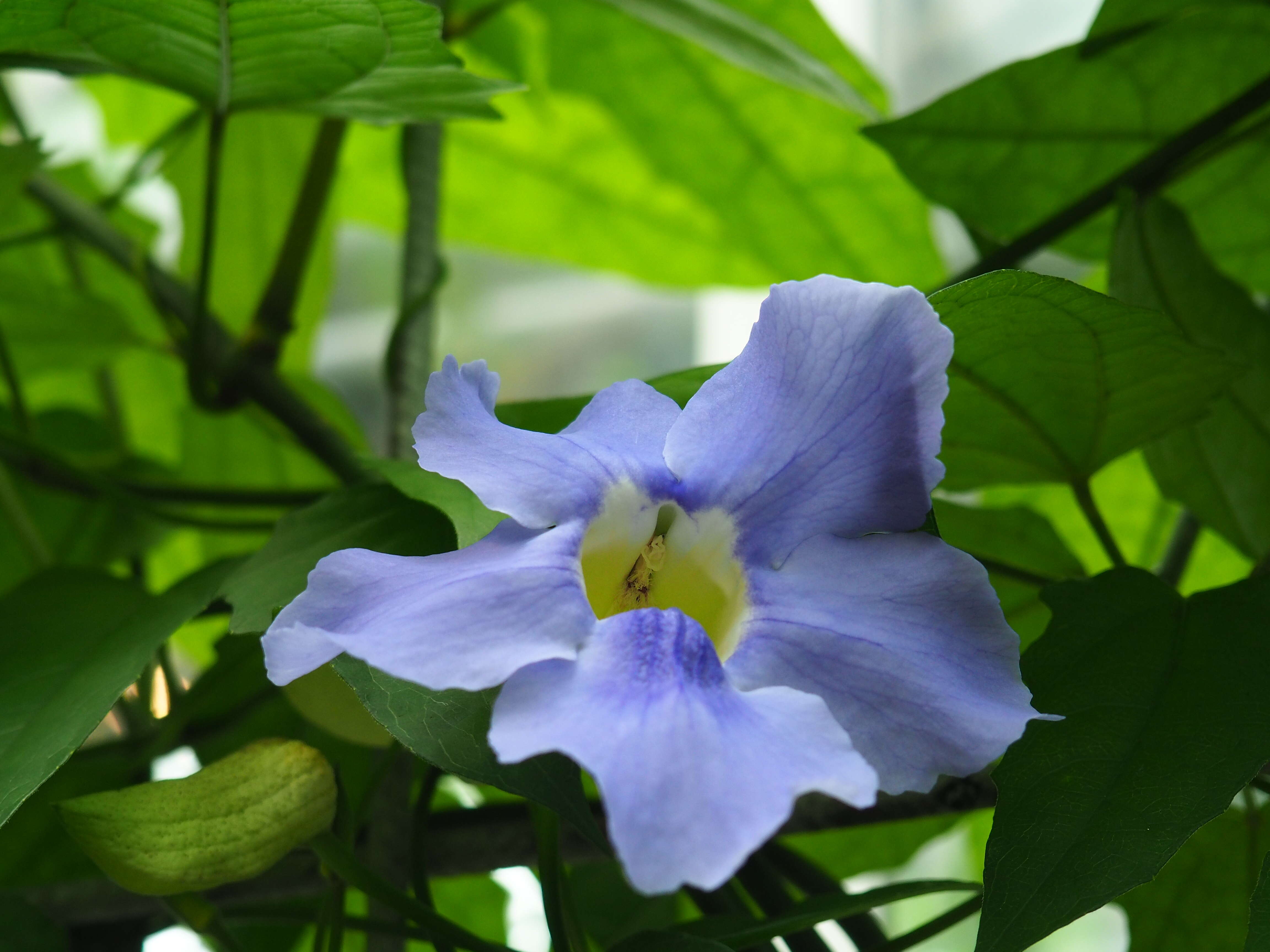 Image of Bengal clock vine