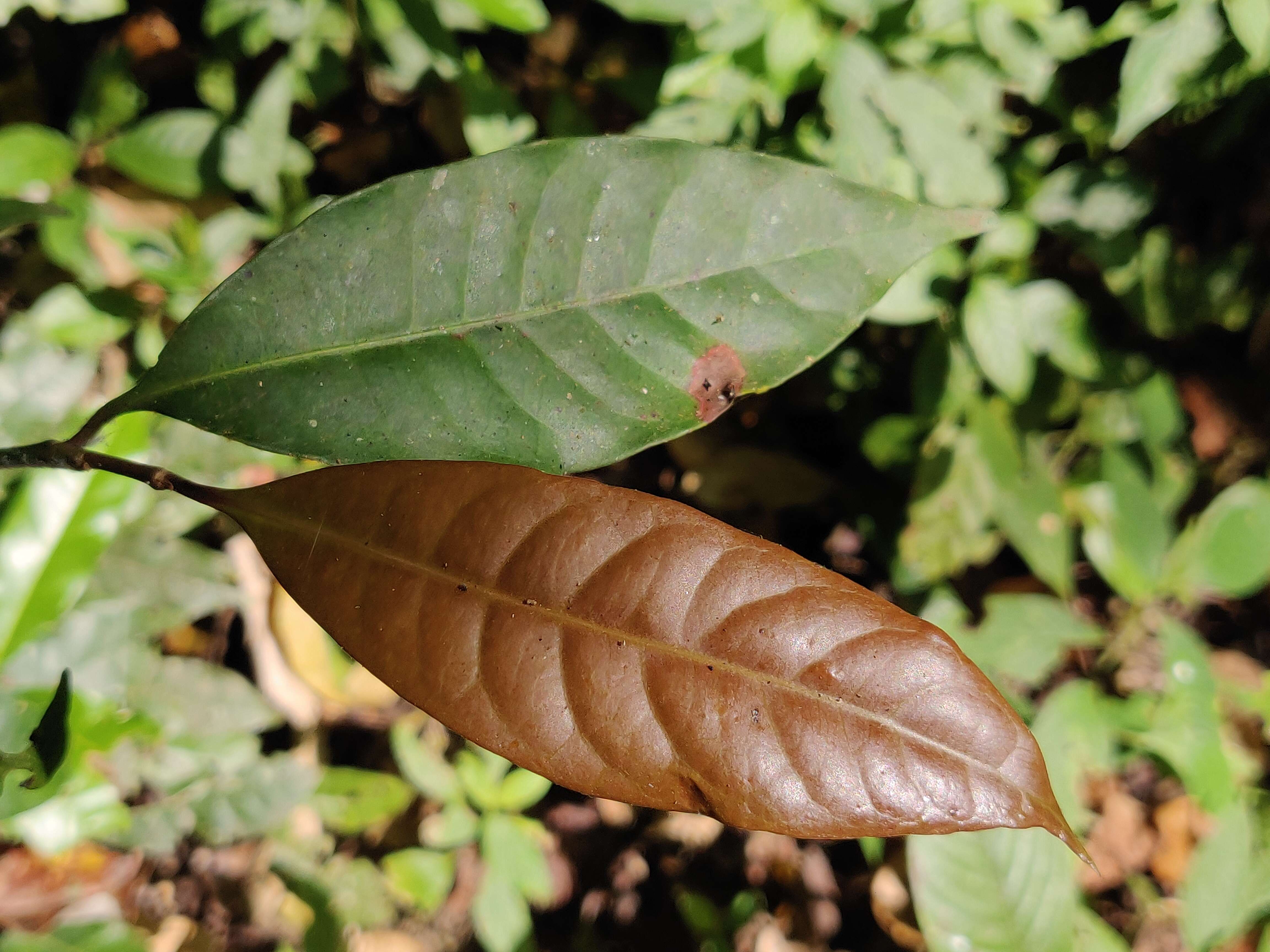 Palaquium ellipticum (Dalzell) Baill. resmi