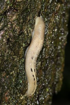 Image of ash-black slug
