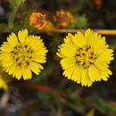 Image of <i>Deinandra corymbosa</i>