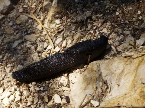 Image of ash-black slug