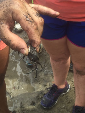 Image of Harris mud crab