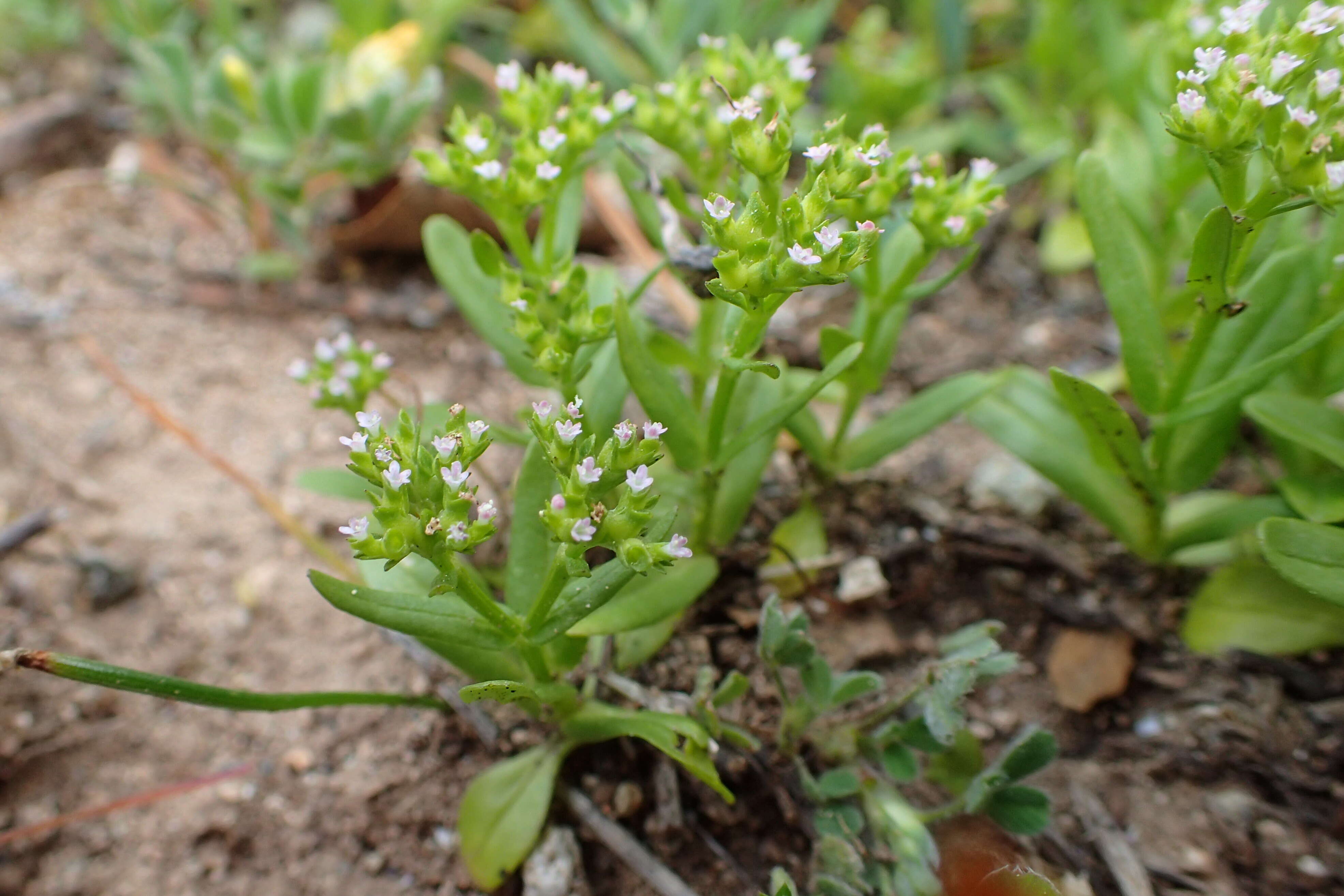 Image of Valerianella muricata