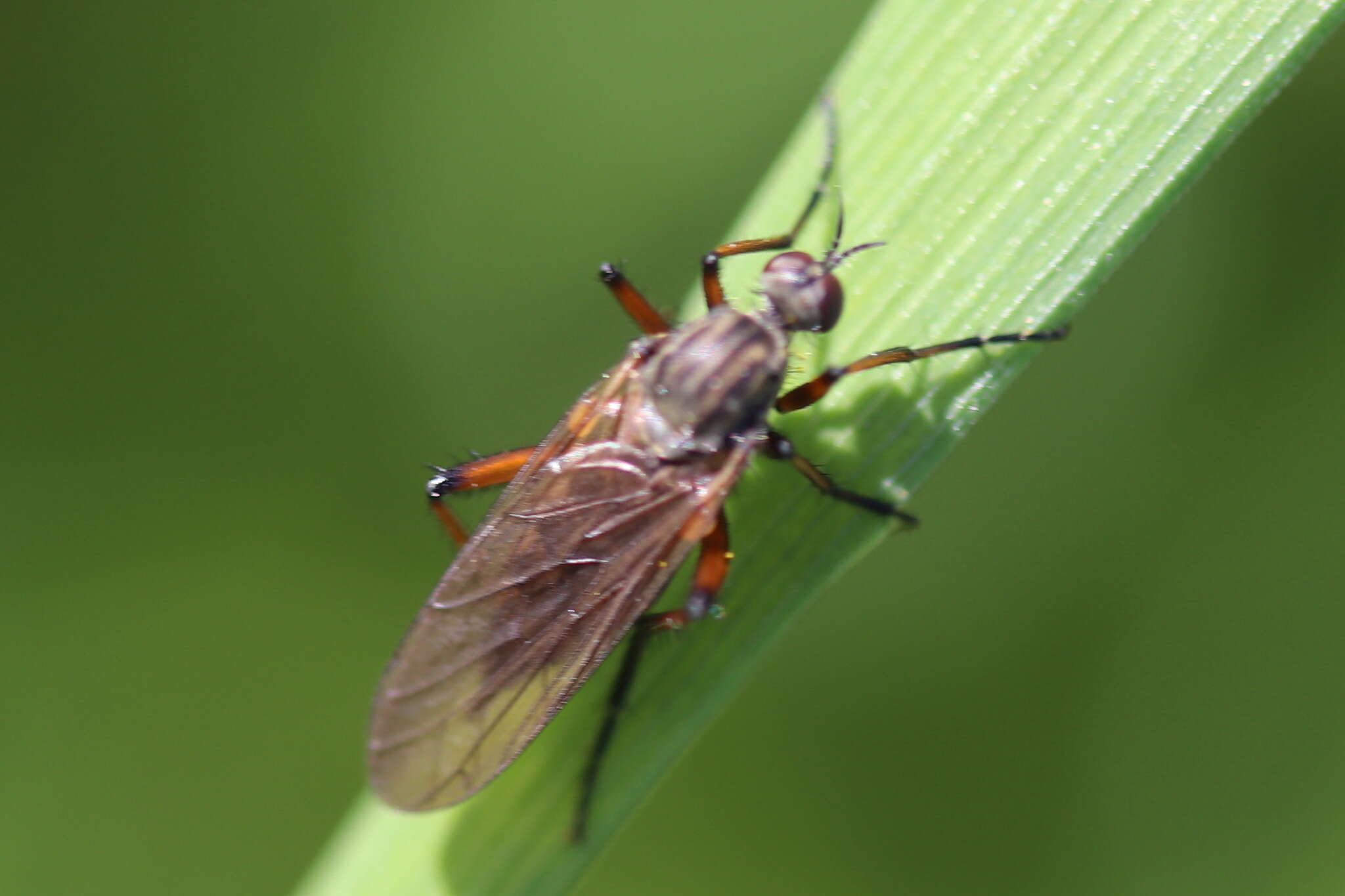 Image of Empis opaca Meigen 1804