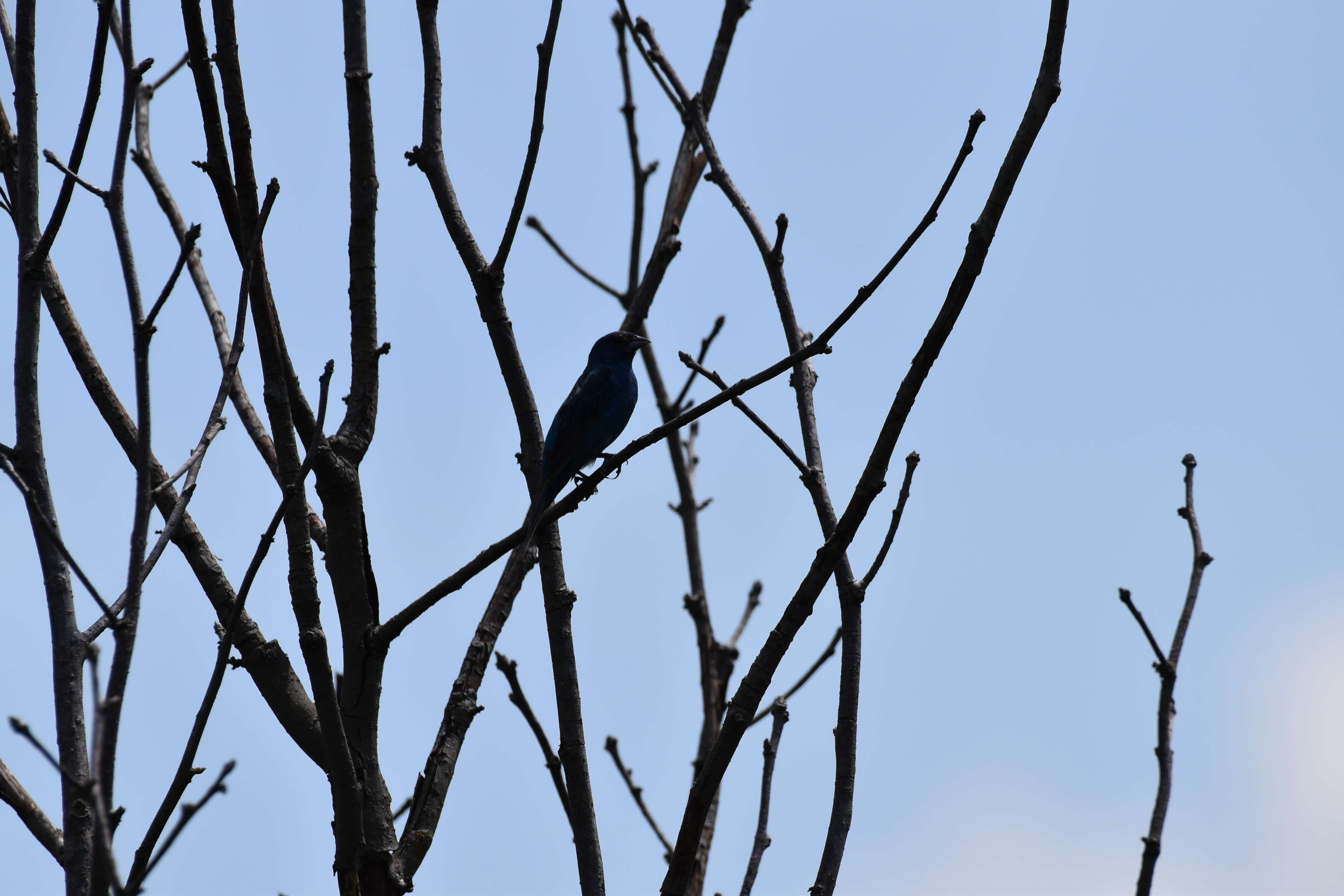 Image of Indigo Bunting