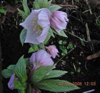 Image de Helleborus thibetanus Franch.