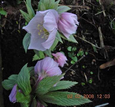 Image of Tibetan hellebore