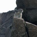Image of Collared Pika