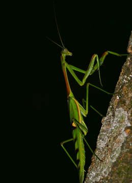 Image of African praying mantis