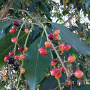 Image of <i>Prunus <i>lusitanica</i></i> lusitanica