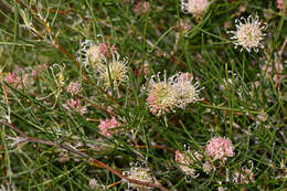 Image of Silky-oak