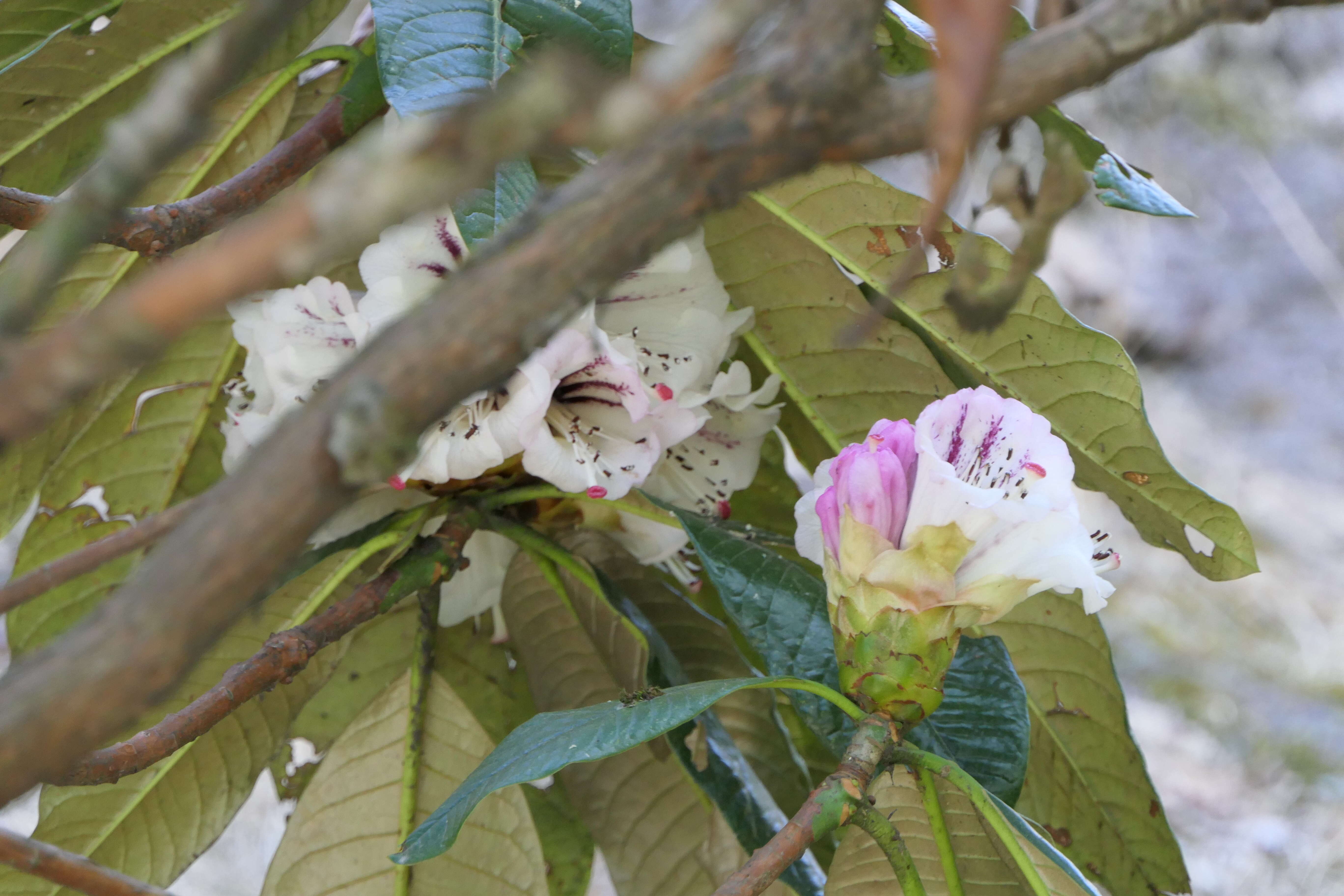 Imagem de Rhododendron grande Wight