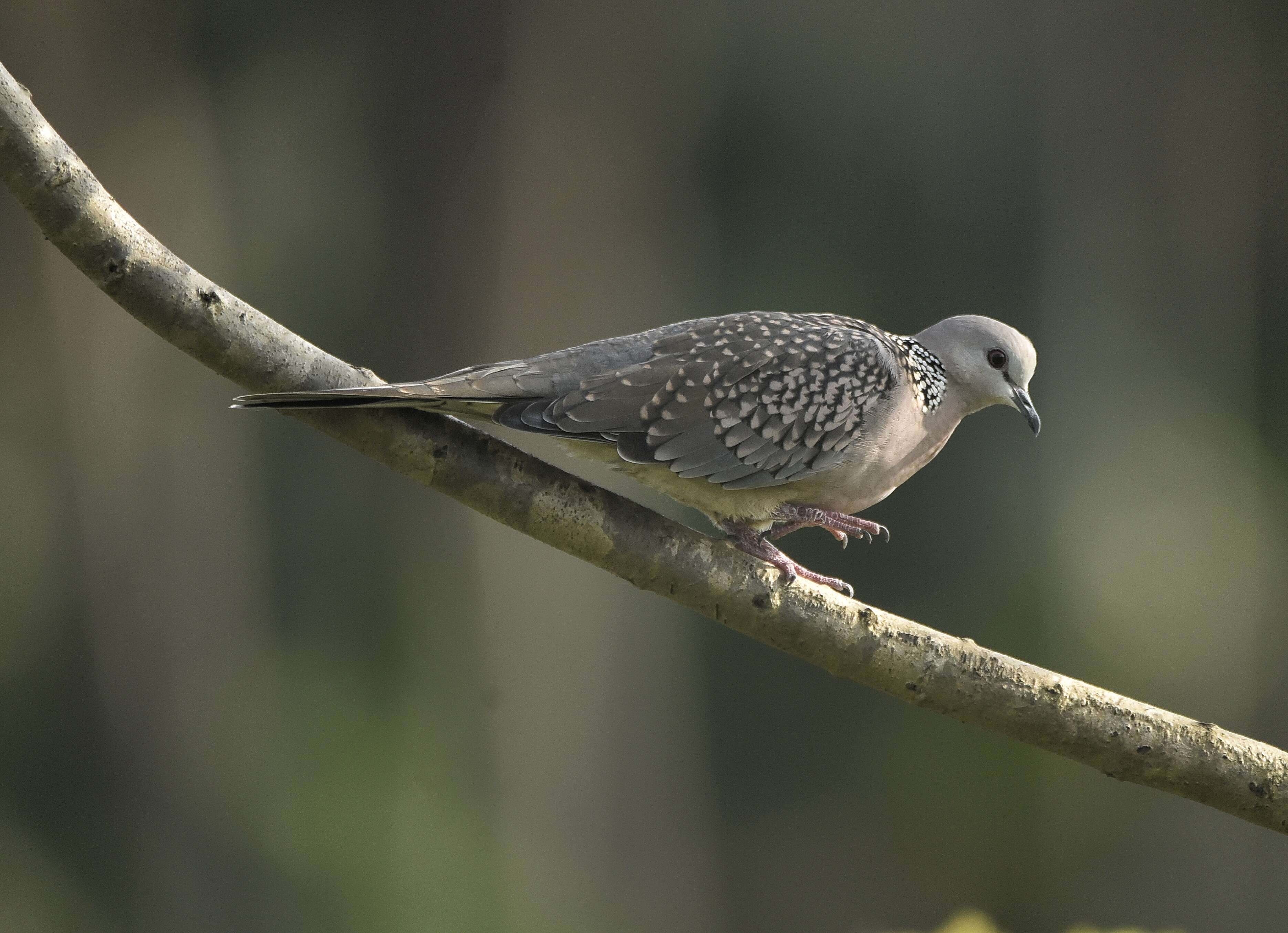 Image of Pink-spotted Fruit Dove