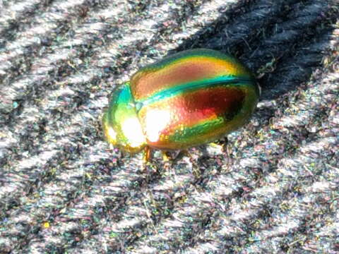 Image of Chrysolina fastuosa