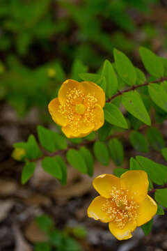 Image of Hooker's St. Johnswort