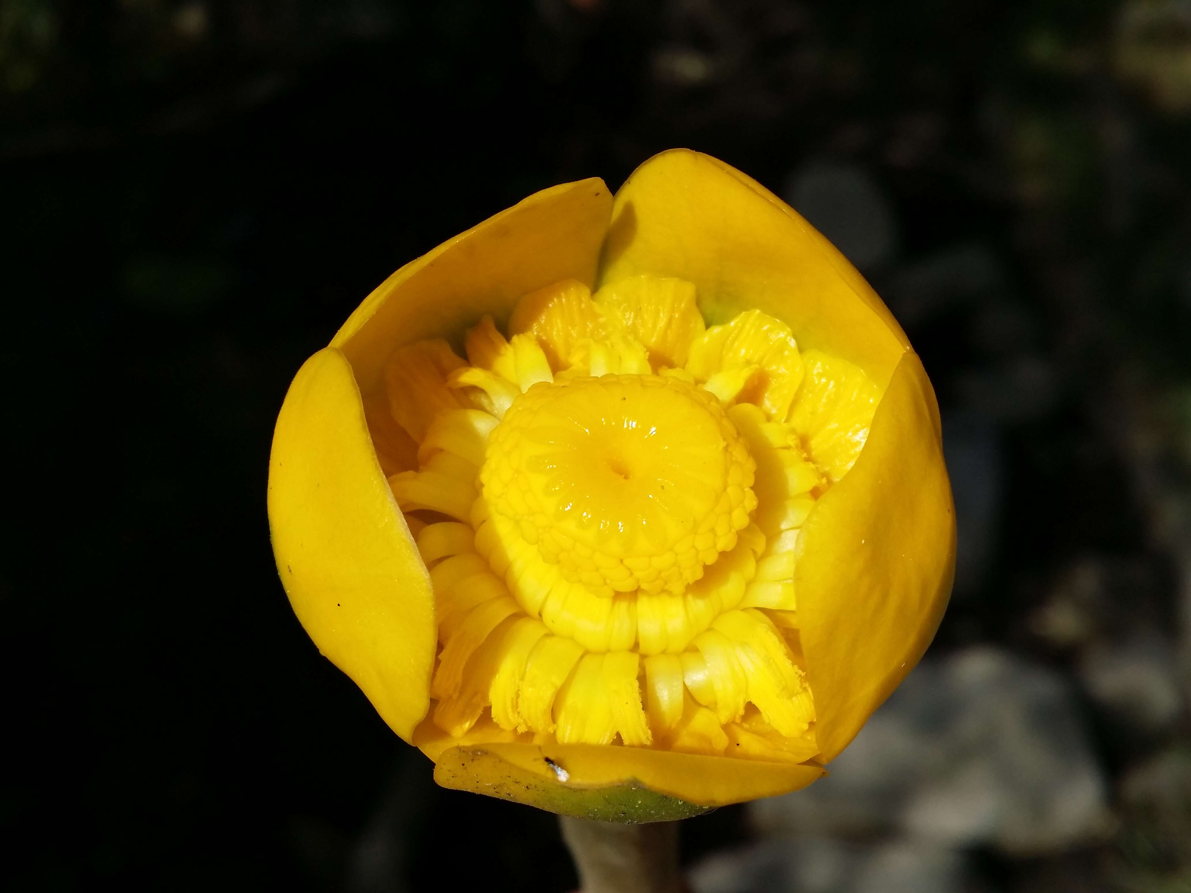 Image of Yellow Water-lily