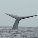 Image of Blue whale