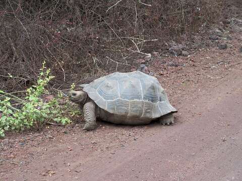 Image of Sierra Negra giant tortoise