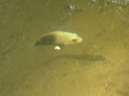 Image of Rio Grande Cichlid