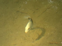 Image of Rio Grande Cichlid