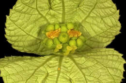 Image of Dalechampia capensis A. Spreng.