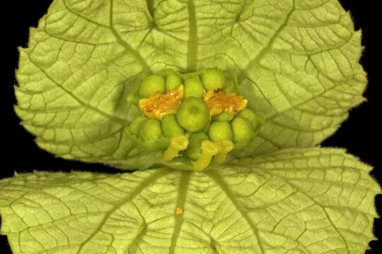 Plancia ëd Dalechampia capensis A. Spreng.