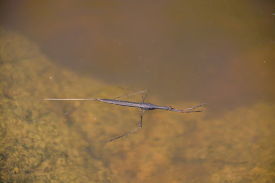 18.https www inaturalist org photos 2285924.580x360