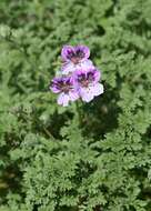 Sivun Erodium glandulosum (Cav.) Willd. kuva