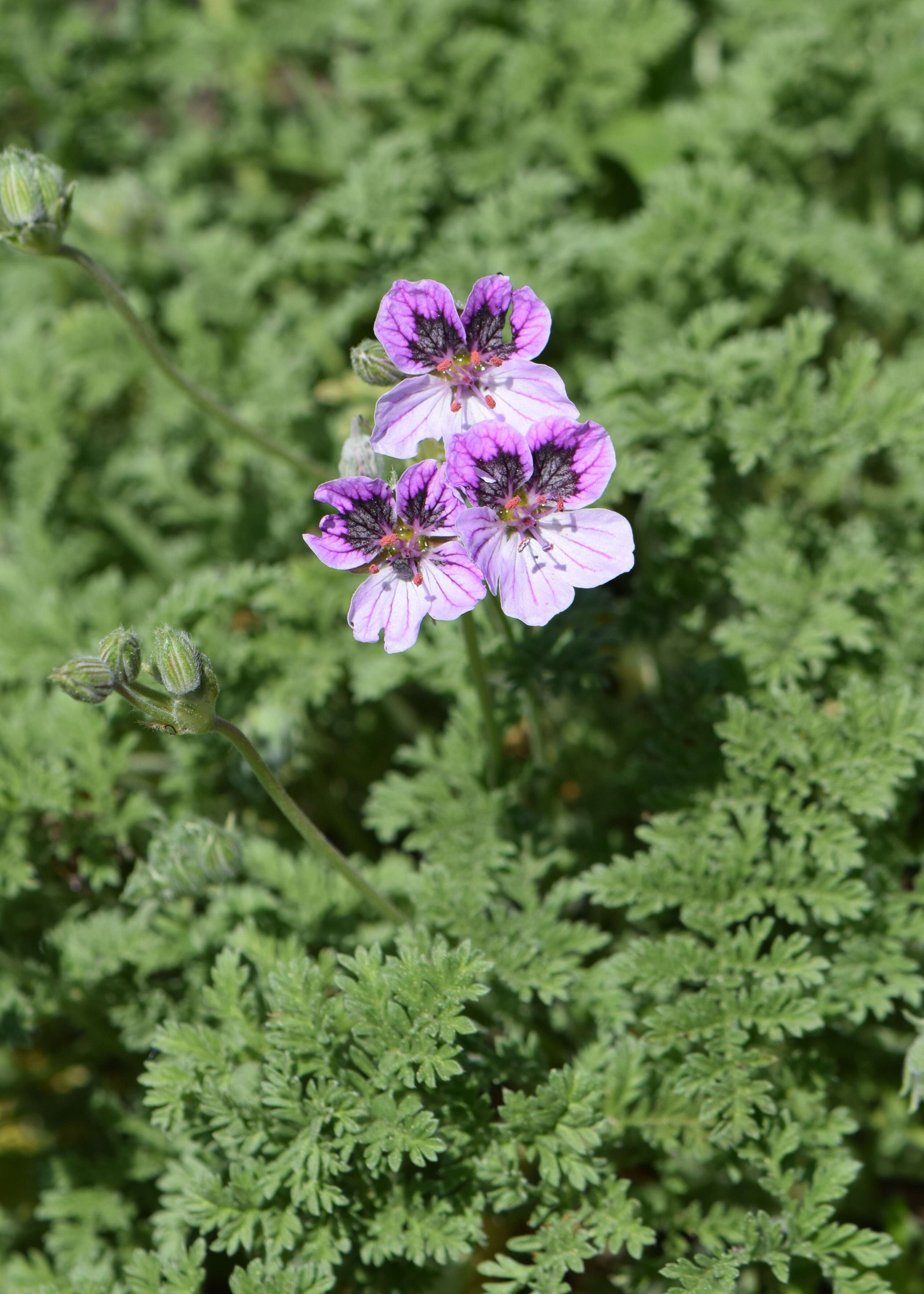 Sivun Erodium glandulosum (Cav.) Willd. kuva